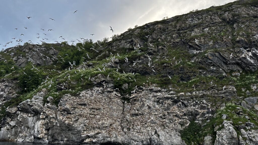 Lots of birds on a mountain