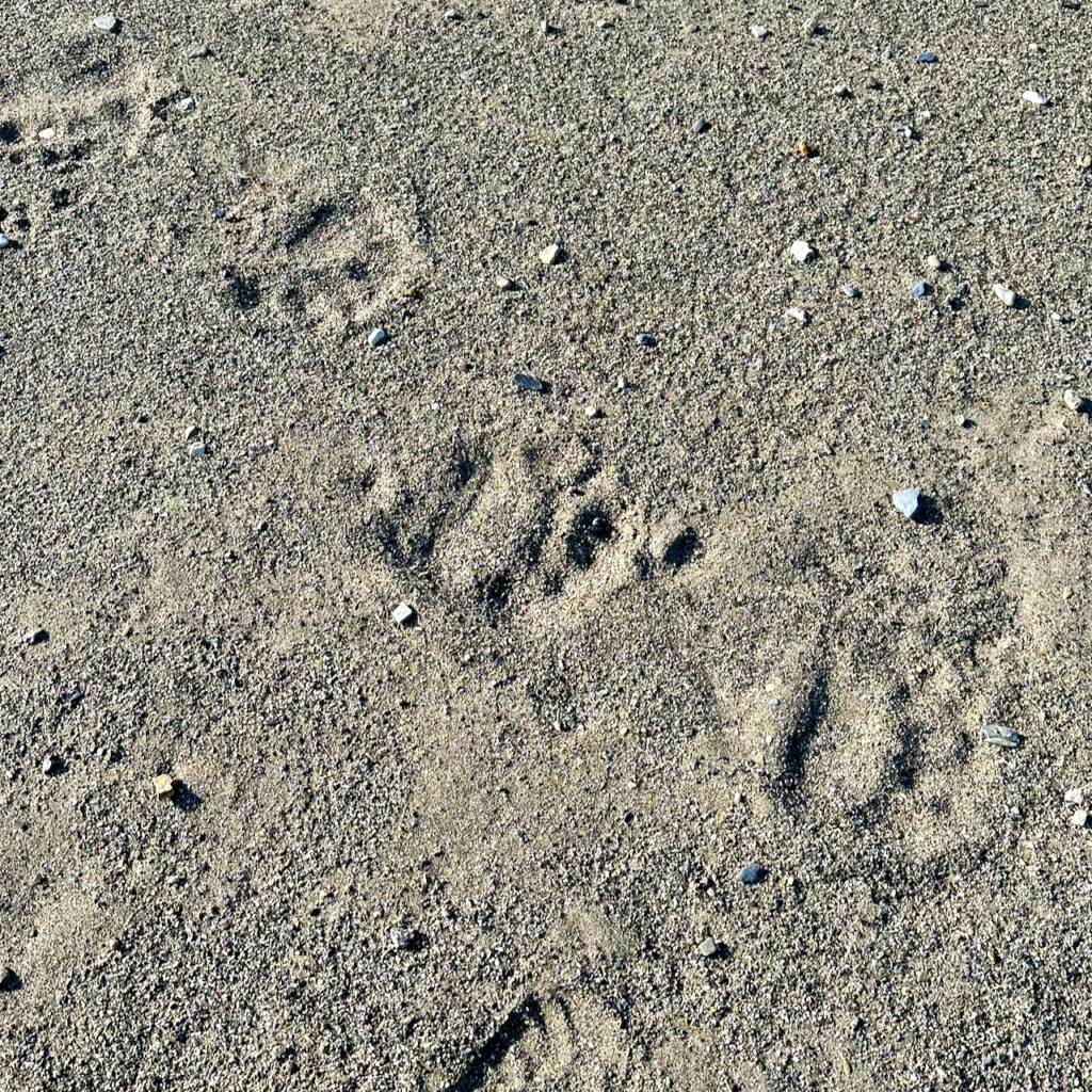 Polar bear foot step
