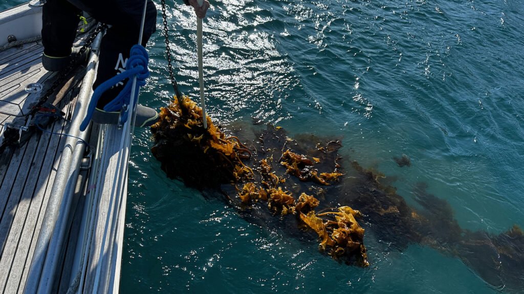 Kelp stuck to the anchor