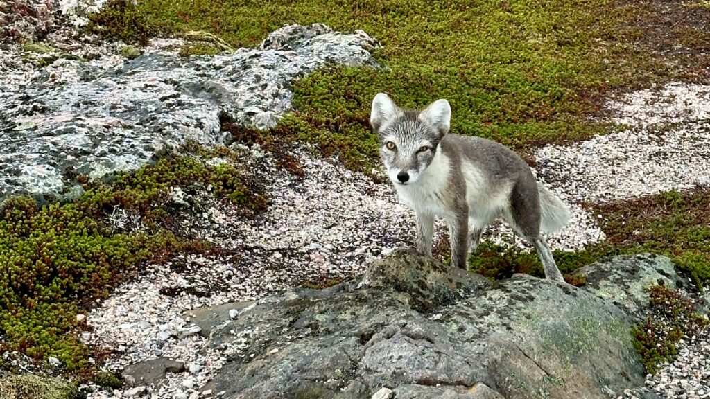 Arctic fox