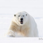 Polar bear in the snow
