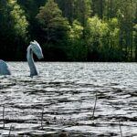 Picture of Nessie in a lake
