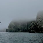 Bear islands and a lots of birds