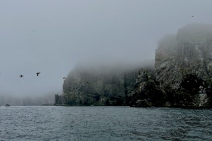 Bear islands and a lots of birds