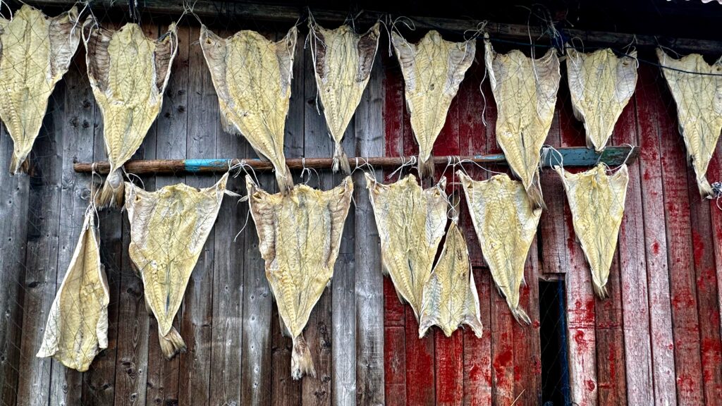 Drying fish in Norway