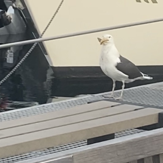 Seagull fulfilled
