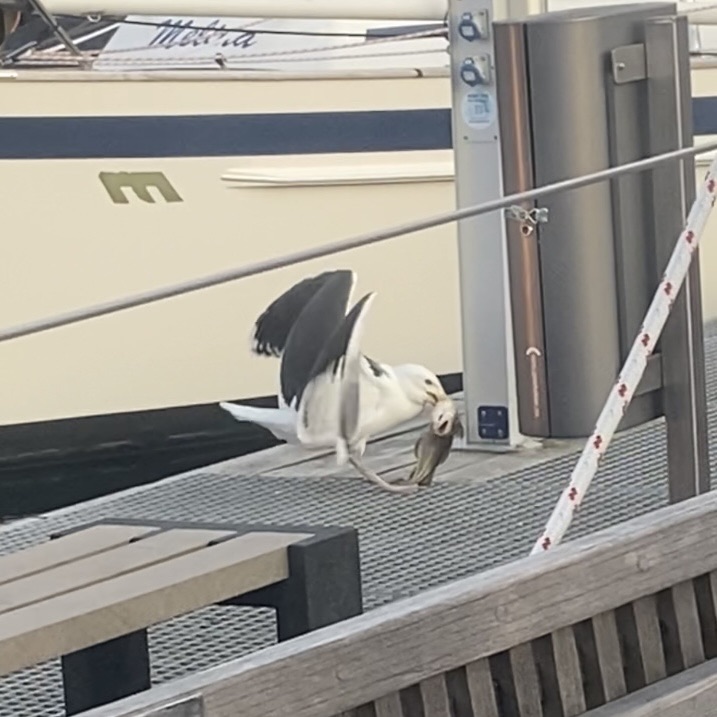 Seagull eating fish