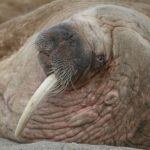 Ettandet Hvalros i svalbard