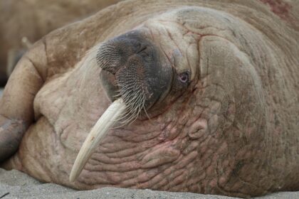 Ettandet Hvalros i svalbard