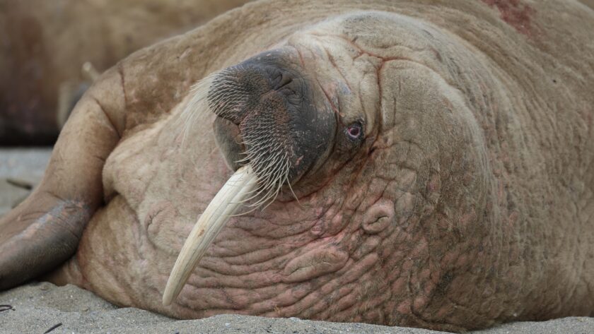 Ettandet Hvalros i svalbard