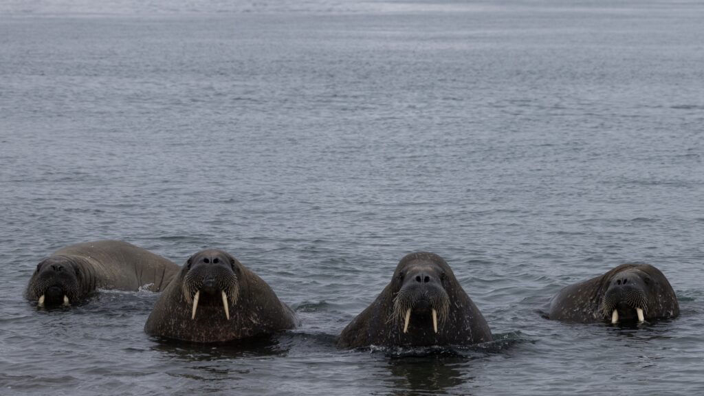 Young walruses in the water