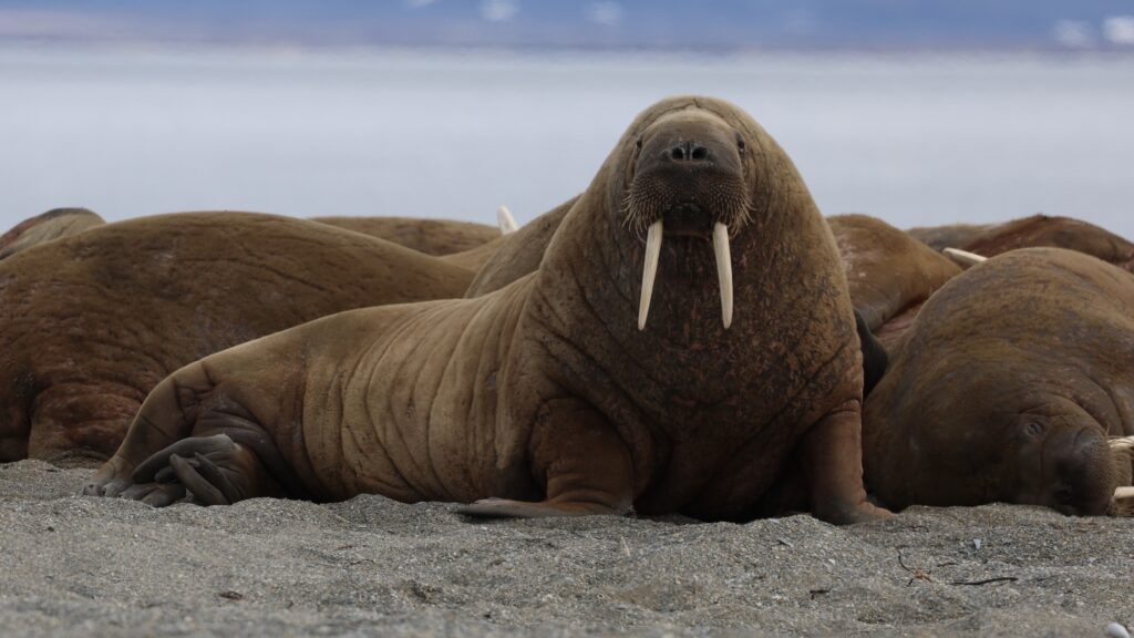 Big walrus in the sand