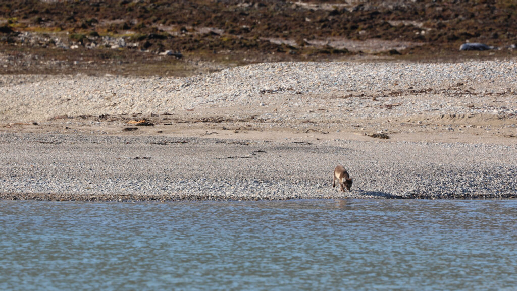 An arctic fox looking for food