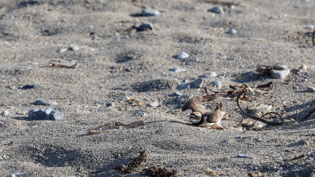 A tiny little bird in the sand