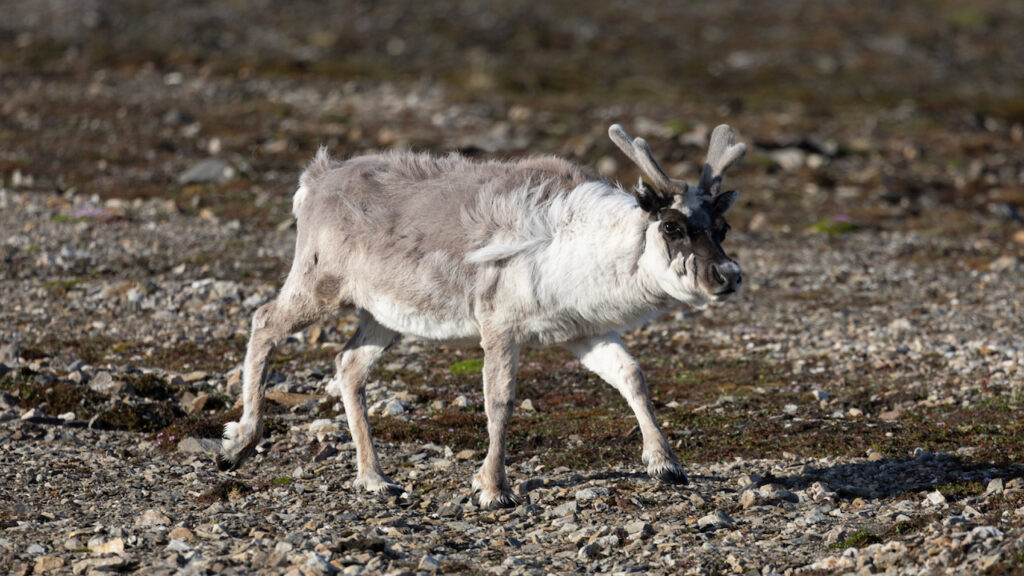 Reindeer walking and eating