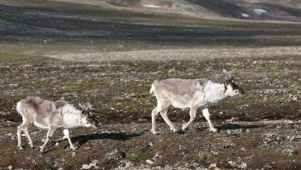 Reindeer walking and eating