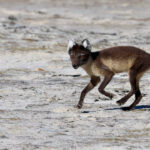 Arctic fox running