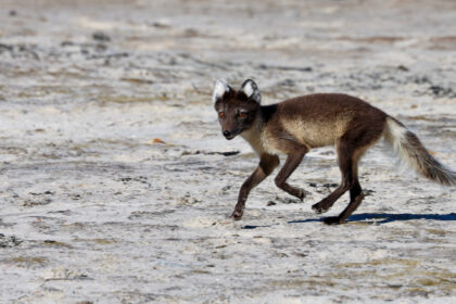 Arctic fox running