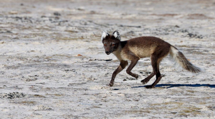 Arctic fox running