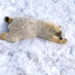 Drone photo of a polar bear in the snow