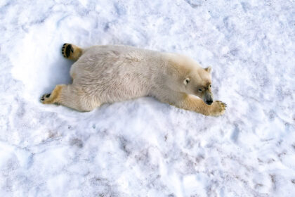 Drone photo of a polar bear in the snow