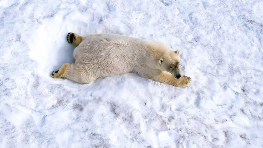 Drone photo of a polar bear in the snow