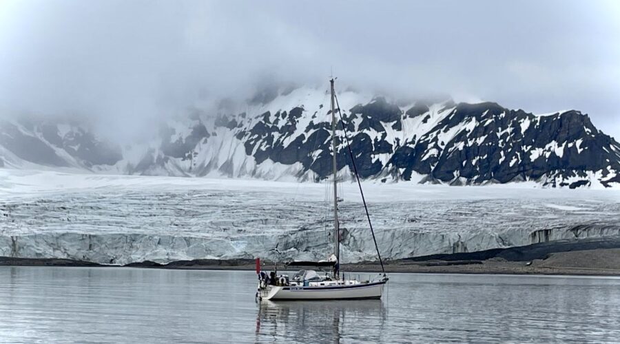 Snow bear at the glacier
