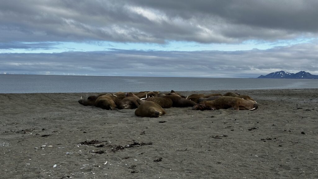 Bunch of walruses
