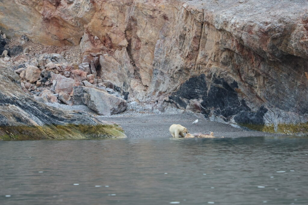 The polar bear walking around Ny London