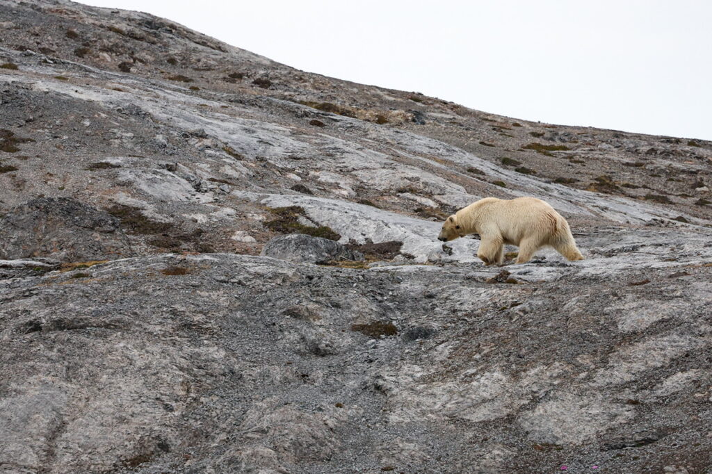 Polar bear walking around Ny London