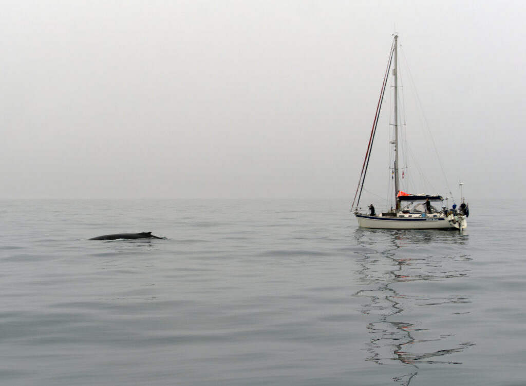 Pictures of humpback whale next to the boat