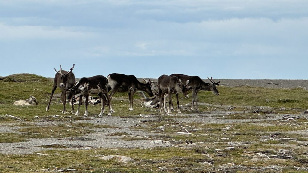Carabous grassing
